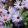 Symphyotrichum oblongifolium 'Raydon's Favorite', flowers