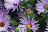 Symphyotrichum oblongifolium 'Raydon's Favorite', flowers
