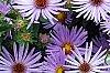 Symphyotrichum oblongifolium 'Raydon's Favorite', flowers