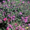 Aster 'Purple Dome', habit