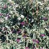 Aster 'Purple Dome', habit