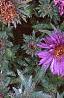 Aster 'Purple Dome', flowers