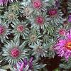 Aster 'Purple Dome', flowers