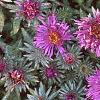 Aster 'Purple Dome', flowers