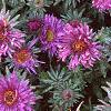 Aster 'Purple Dome', flowers