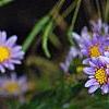 Aster tataricus 'Jin Dai', flowers