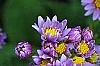 Aster tataricus 'Jin Dai', flowers