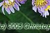 Aster tataricus 'Jin Dai', flowers