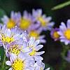 Aster tataricus 'Jin Dai', flowers