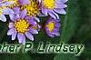 Aster tataricus 'Jin Dai', flowers