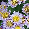 Aster tataricus 'Jin Dai', flowers