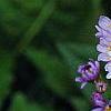 Aster tataricus 'Jin Dai', flowers