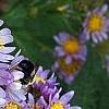 Aster tataricus 'Jin Dai', flowers