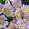 Aster tataricus 'Jin Dai', flowers