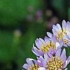 Aster tataricus 'Jin Dai', flowers
