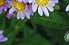 Aster tataricus 'Jin Dai', flowers