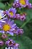 Aster tataricus 'Jin Dai', flowers