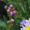 Aster tataricus 'Jin Dai', flowers