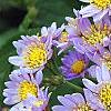 Aster tataricus 'Jin Dai', flowers
