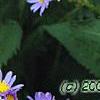 Aster tataricus 'Jin Dai', flowers