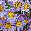Aster tataricus 'Jin Dai', flowers