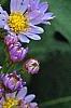 Aster tataricus 'Jin Dai', flowers