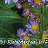 Aster tataricus 'Jin Dai', flowers