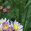 Aster tataricus 'Jin Dai', flowers