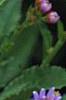 Aster tataricus 'Jin Dai', flowers