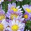 Aster tataricus 'Jin Dai', flowers