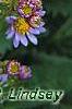 Aster tataricus 'Jin Dai', flowers