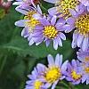 Aster tataricus 'Jin Dai', flowers