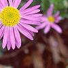 Aster 'Wartburg Star', flowers