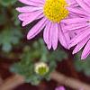 Aster 'Wartburg Star', flowers