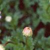 Aster 'Wartburg Star', flowers