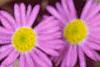 Aster 'Wartburg Star', flowers