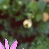 Aster 'Wartburg Star', flowers