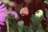 Aster 'Wartburg Star', flowers