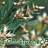 Baccharis halimifolia, flowers