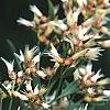 Baccharis halimifolia, flowers