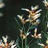 Baccharis halimifolia, flowers