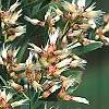 Baccharis halimifolia, flowers