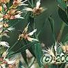 Baccharis halimifolia, flowers