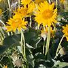 Balsamorhiza deltoidea, habit