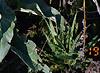Balsamorhiza deltoidea, habit