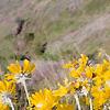 Balsamorhiza deltoidea, habit