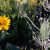 Balsamorhiza deltoidea, habit