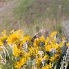 Balsamorhiza deltoidea, habit