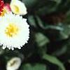 Bellis perennis, flowers