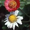 Bellis perennis, flowers